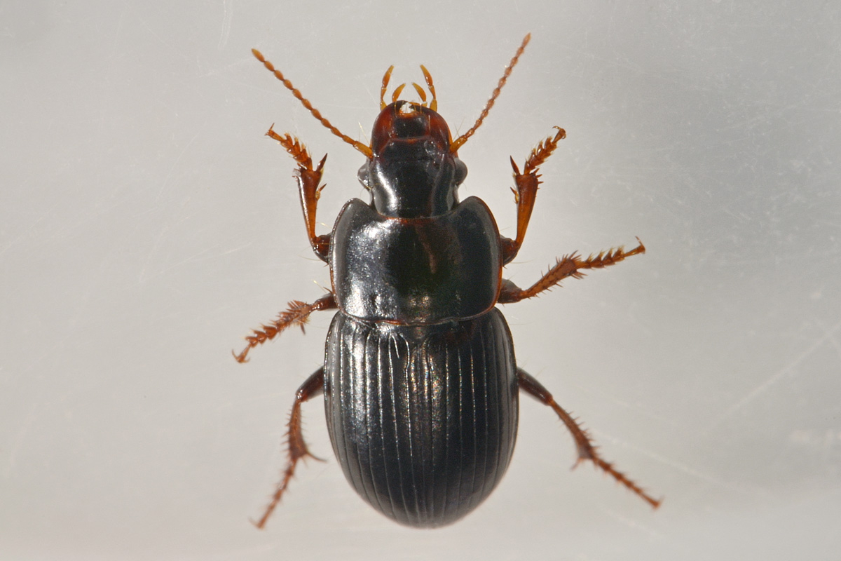 Carabidae: Harpalus pumilus
